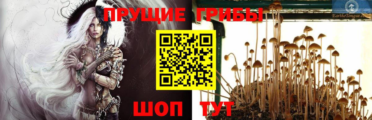 Галлюциногенные грибы Cubensis Саянск